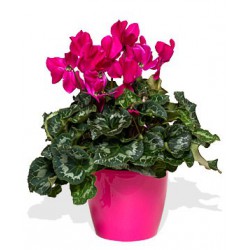 Planta5