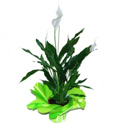 Planta9