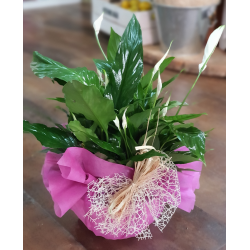 Planta11
