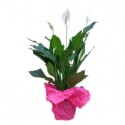 Planta2