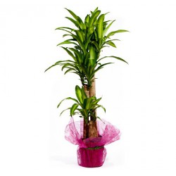 Planta3