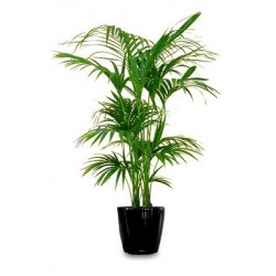 Planta4